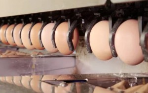 Сортувальник яєць, Нідерланди, NL, Ochten